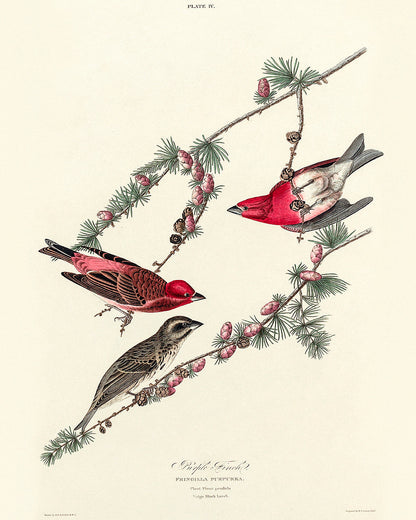 Purple Finch by John J. Audubon