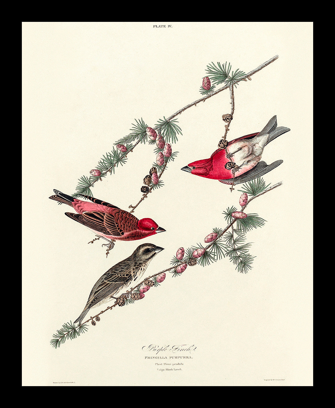 Purple Finch by John J. Audubon