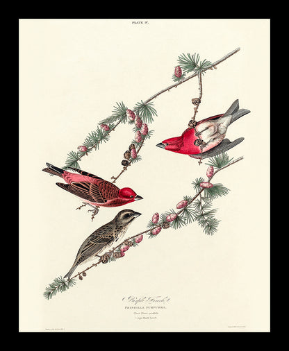 Purple Finch by John J. Audubon