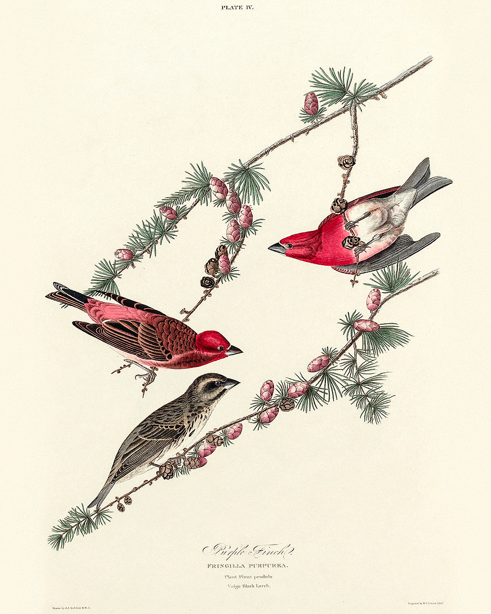 Purple Grakle by John J. Audubon