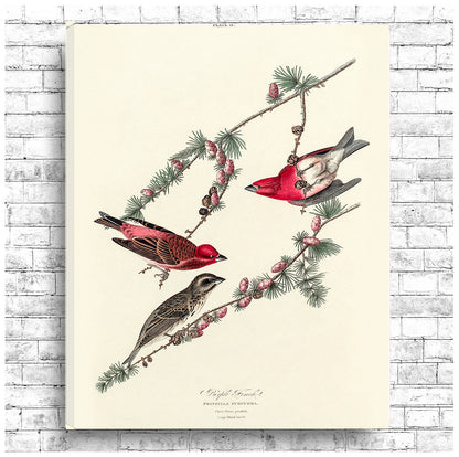 A framed print of John J. Audubon's 'Purple Finch' illustration, depicting birds perched on a branch.