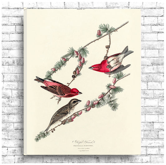 A framed print of John J. Audubon's 'Purple Finch' illustration, depicting birds perched on a branch.