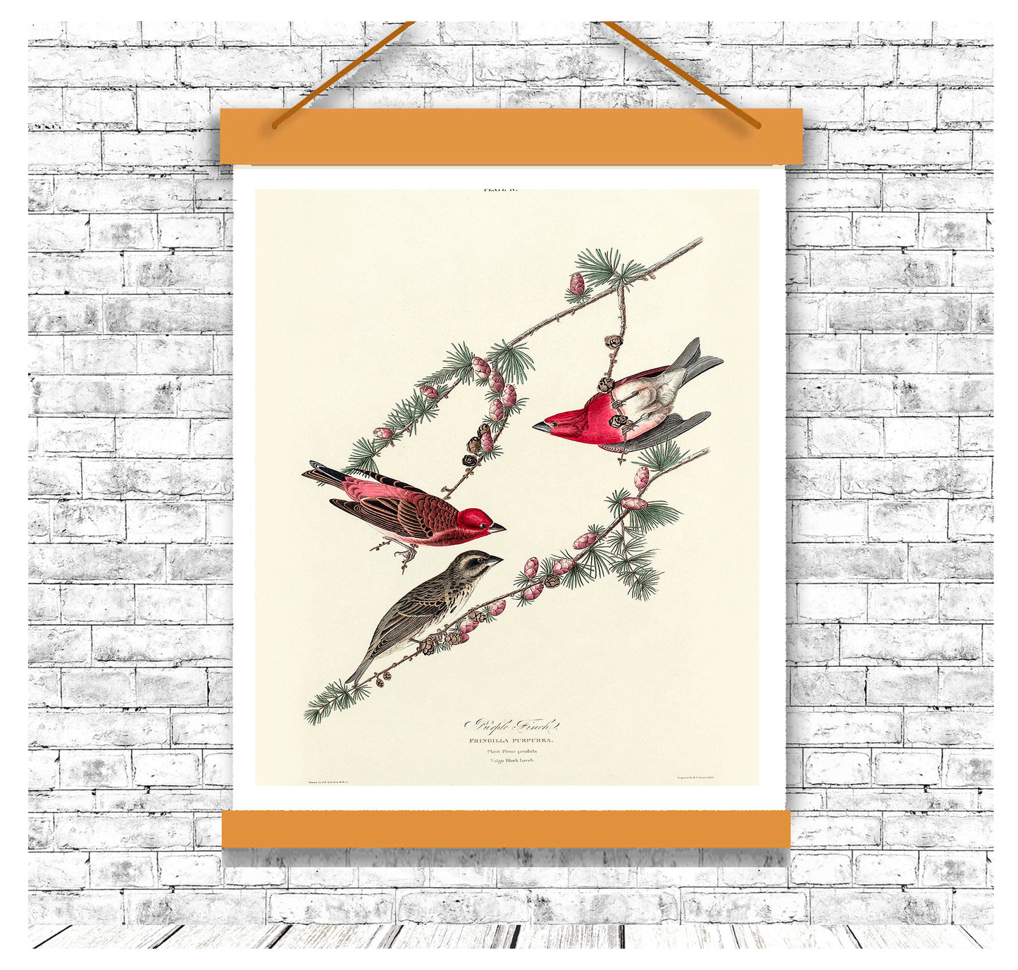 Purple Finch by John J. Audubon