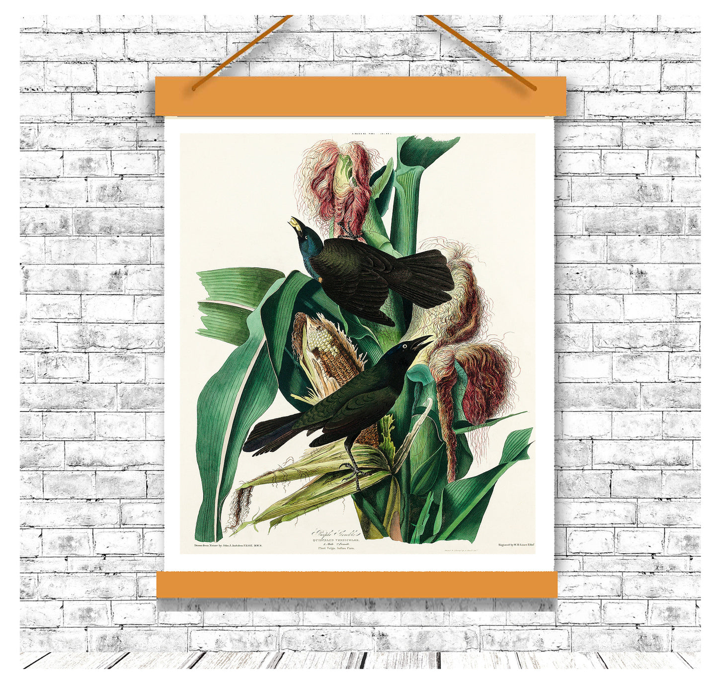 Purple Grakle by John J. Audubon