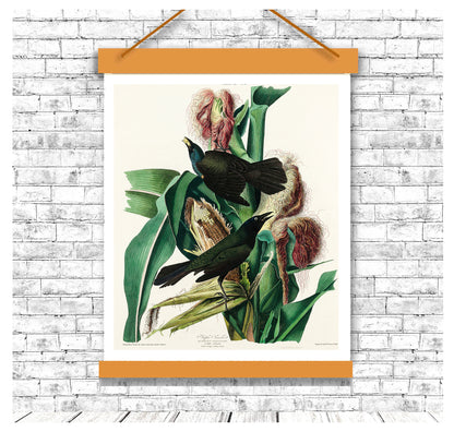 Purple Grakle by John J. Audubon
