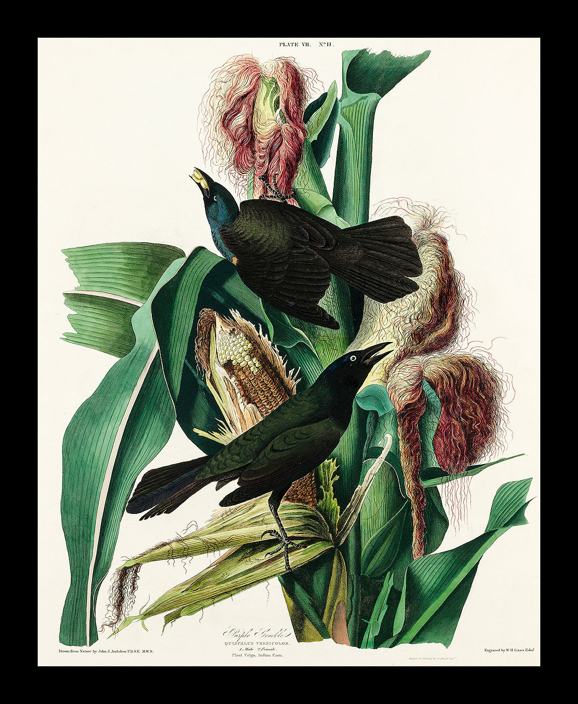 Purple Martin by John J. Audubon