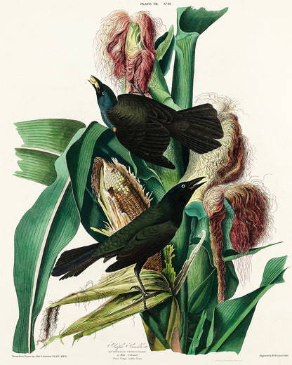 A framed print depicting a bird among floral elements, with a black border and white background.