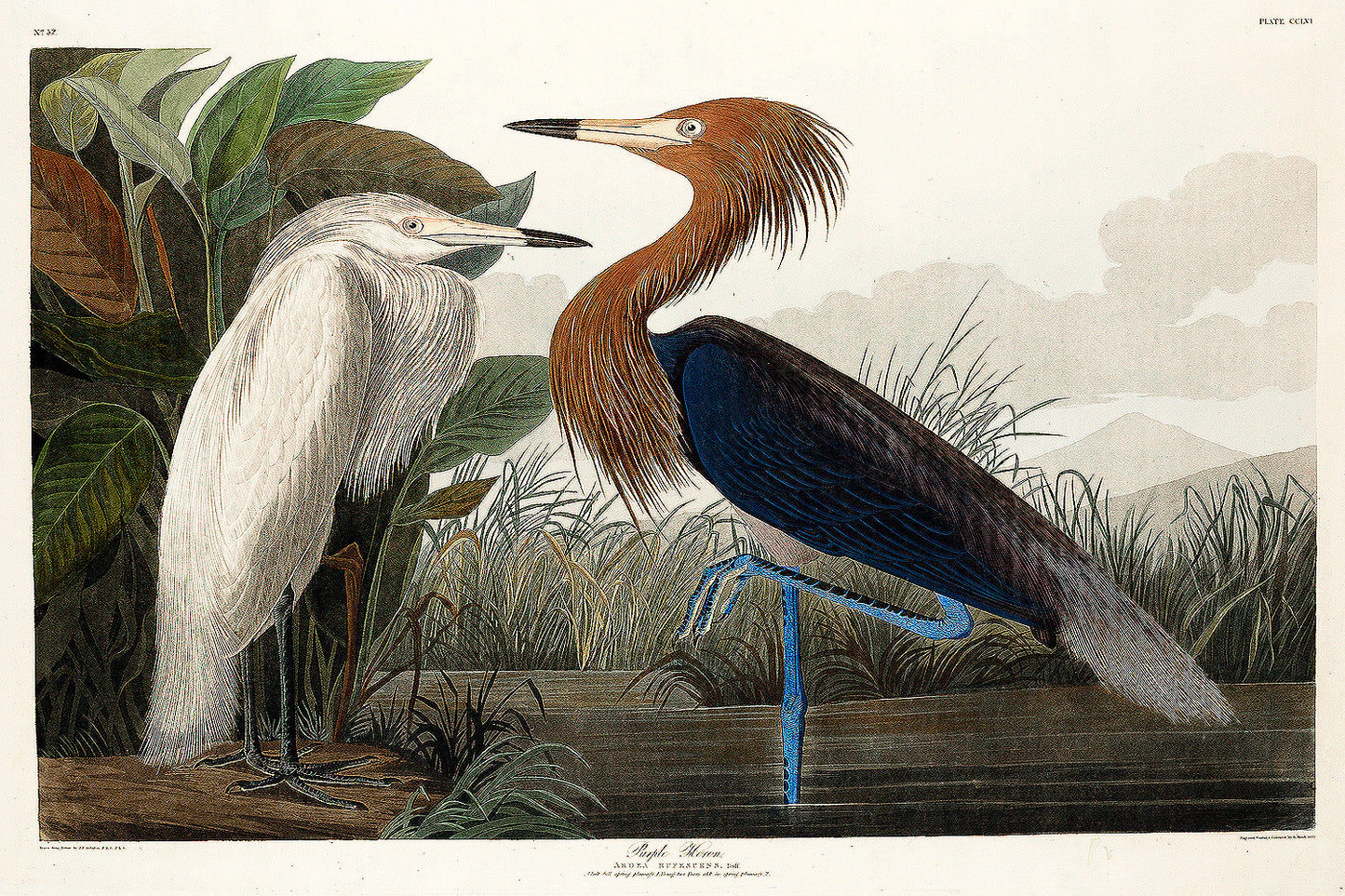 A framed print of two herons, one white and one purple, with a natural background, offered as one of several purchase options with or without a border and/or frame.