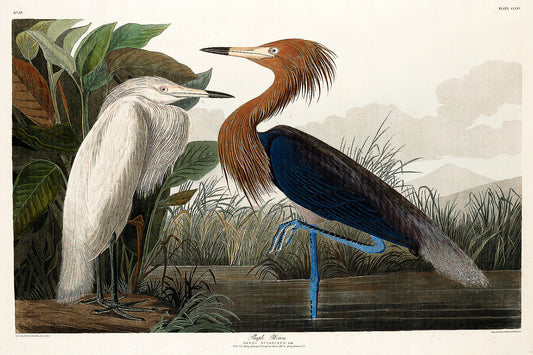 A framed print of two herons, one white and one purple, with a natural background, offered as one of several purchase options with or without a border and/or frame.