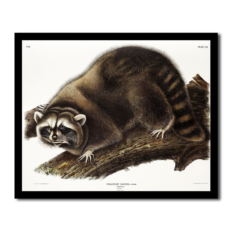 Red Texan Wolf by John J. Audubon