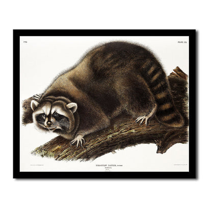 Red Texan Wolf by John J. Audubon