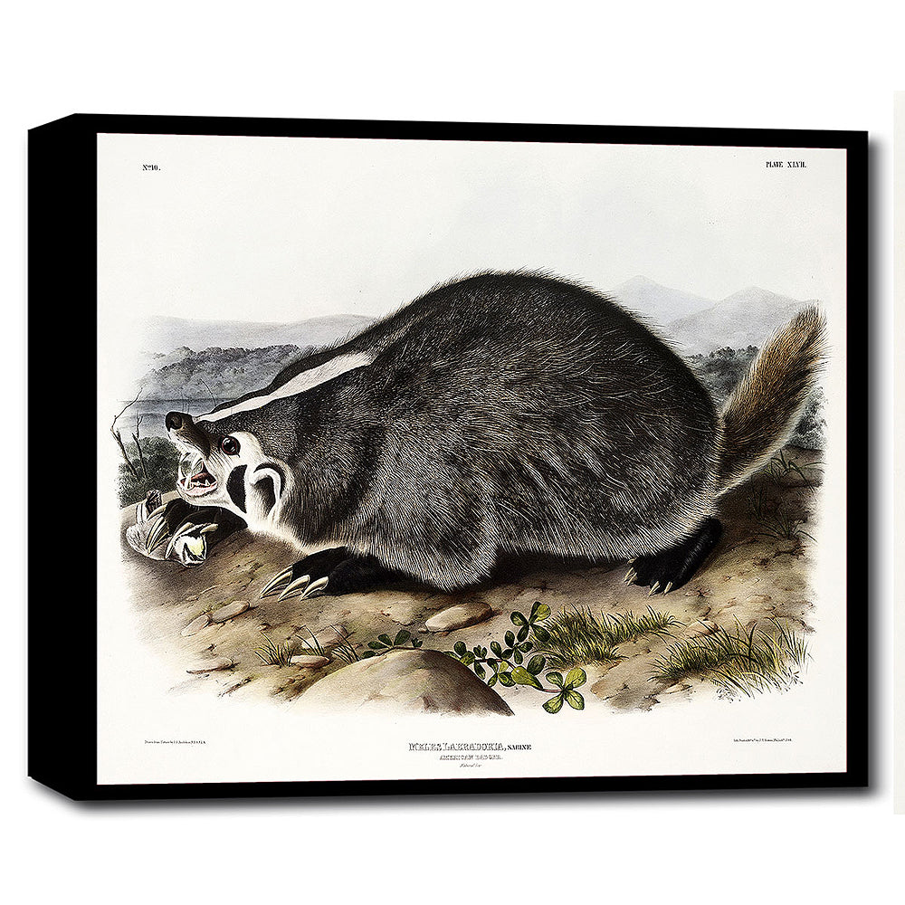 A framed print of a raccoon by John J. Audubon, showing the raccoon in a naturalistic setting on a page from a book.