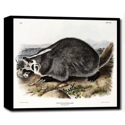 A framed print of a raccoon by John J. Audubon, showing the raccoon in a naturalistic setting on a page from a book.