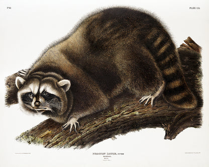 A framed print of a raccoon by John J. Audubon, showing the raccoon in a naturalistic setting on a page from a book.