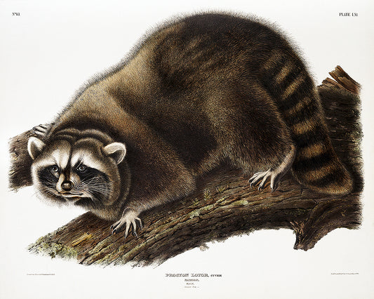 A framed print of a raccoon by John J. Audubon, showing the raccoon in a naturalistic setting on a page from a book.