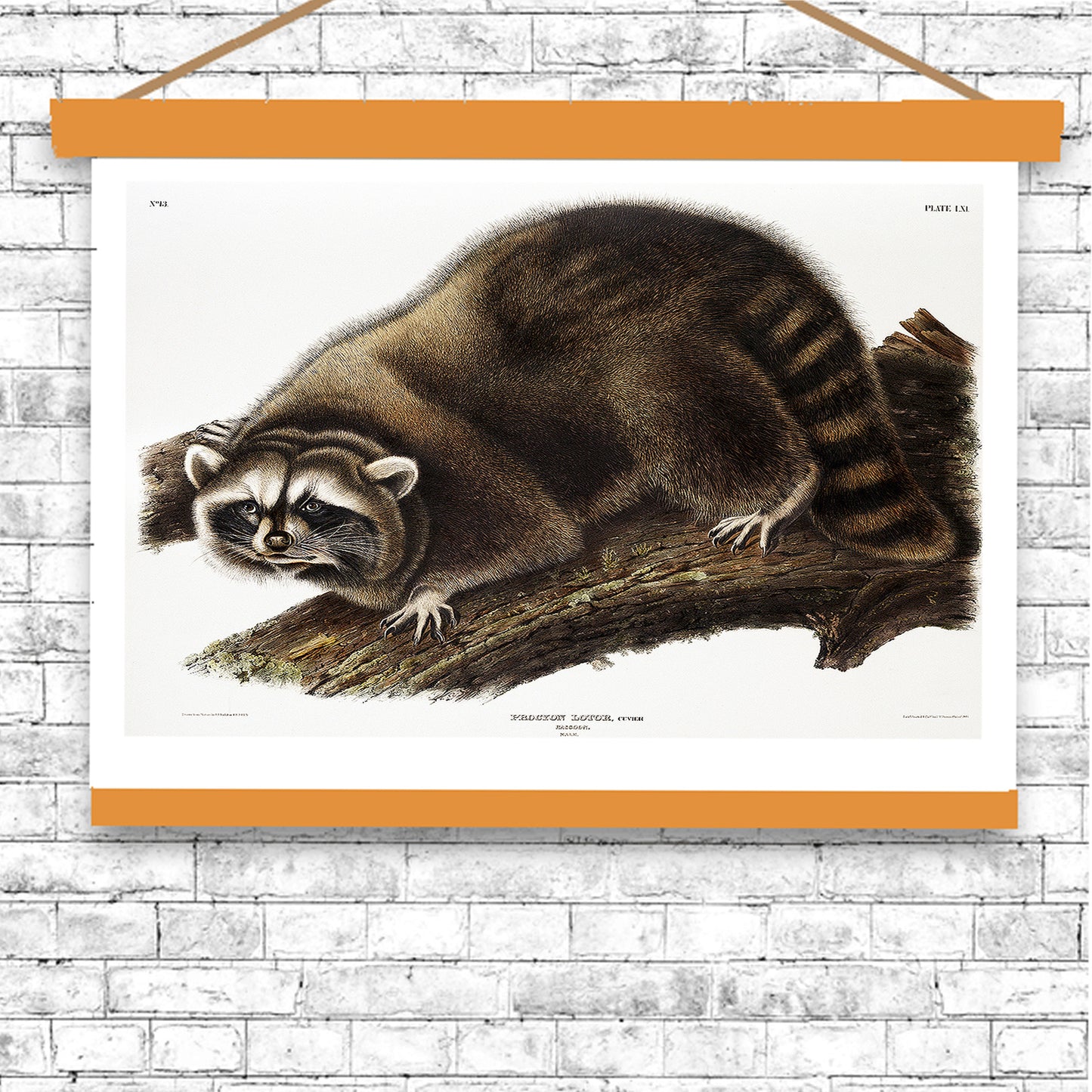 Raccoon by John J. Audubon