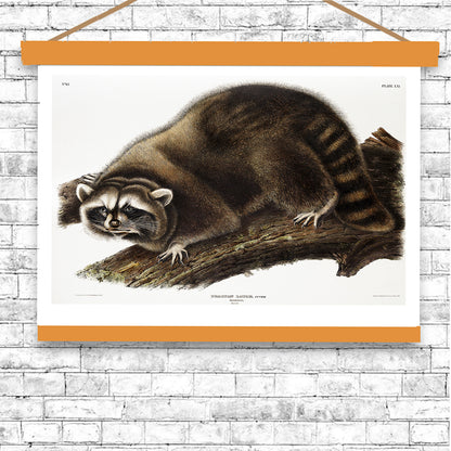 Raccoon by John J. Audubon