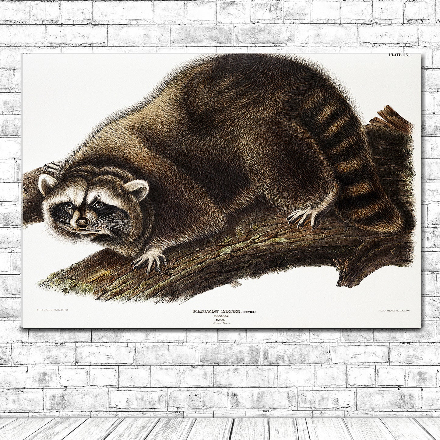 Raccoon by John J. Audubon