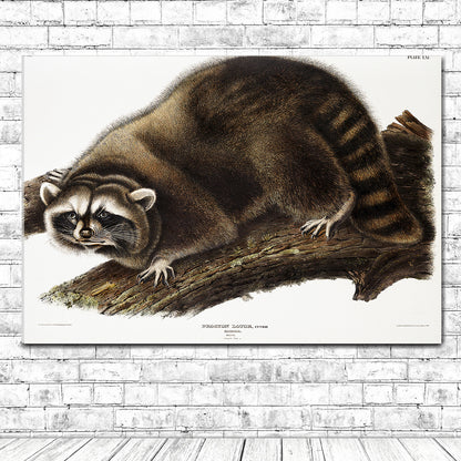Raccoon by John J. Audubon