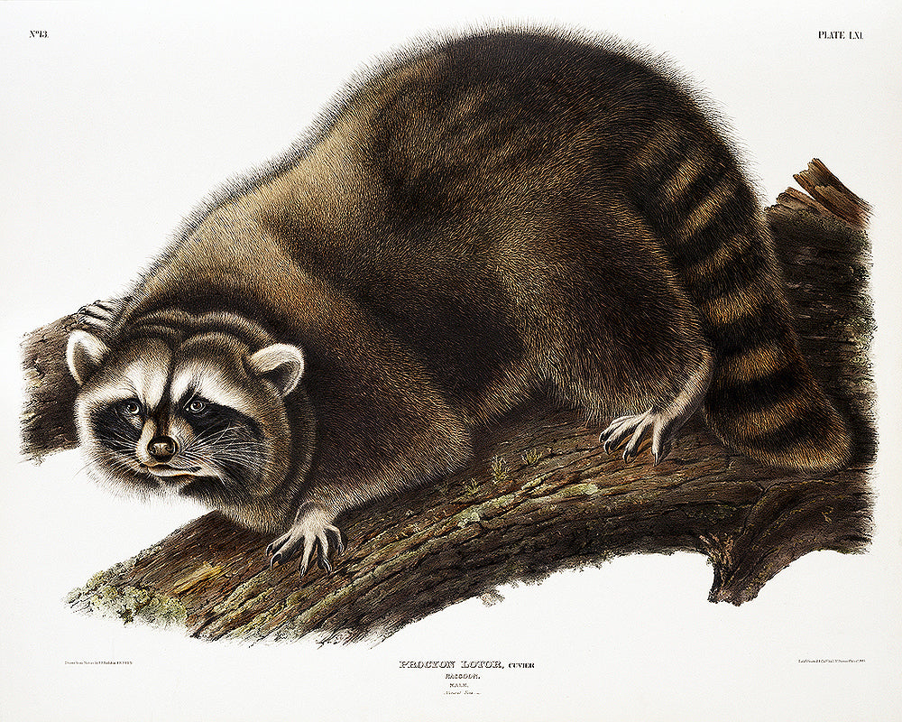 Raccoon by John J. Audubon