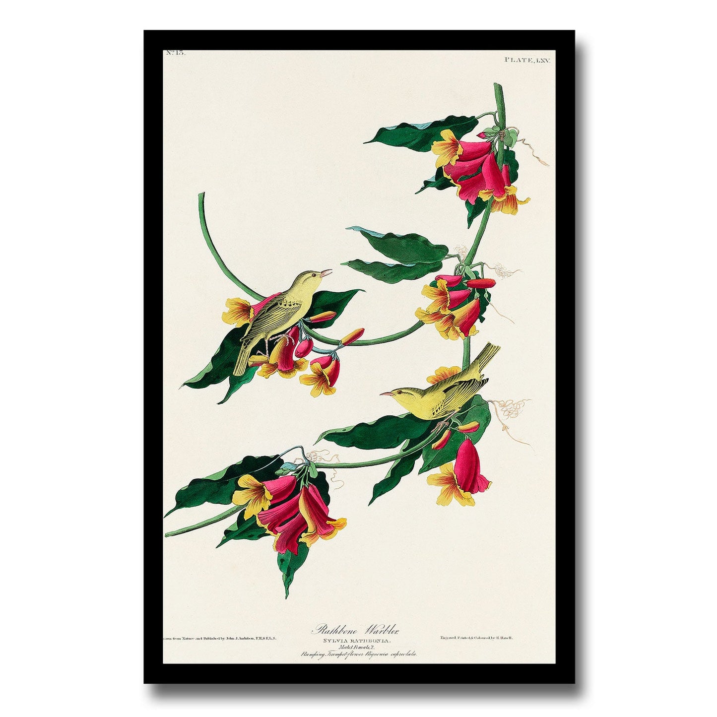Rathbone Warbler by John J. Audubon