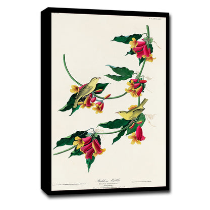 Rathbone Warbler by John J. Audubon