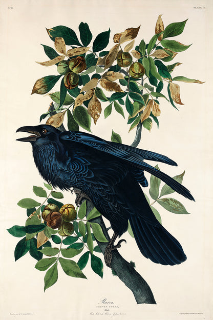 A framed print of a raven perched on a branch with leaves and berries, following the style of John J. Audubon's bird illustrations.