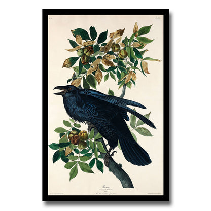 Rathbone Warbler by John J. Audubon