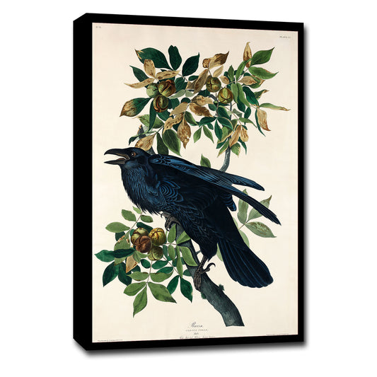 Raven by John J. Audubon
