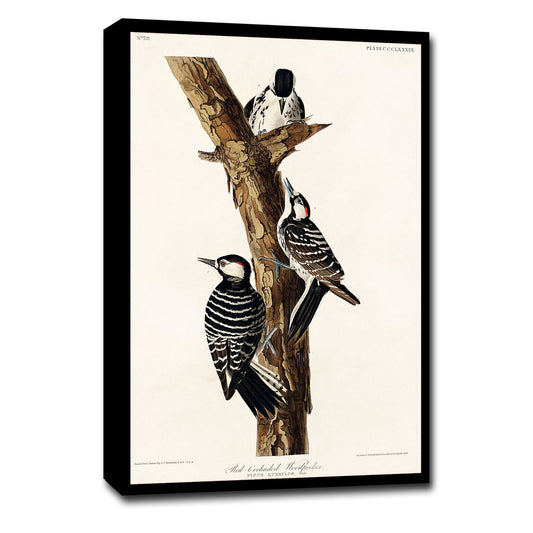 Red-Cockaded Woodpecker by John J. Audubon