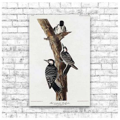 Red-Cockaded Woodpecker by John J. Audubon