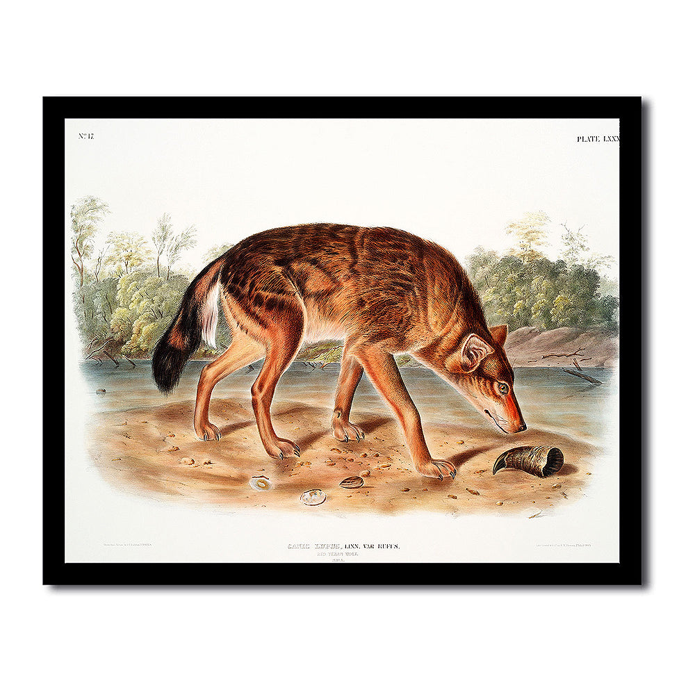 Red Texan Wolf by John J. Audubon