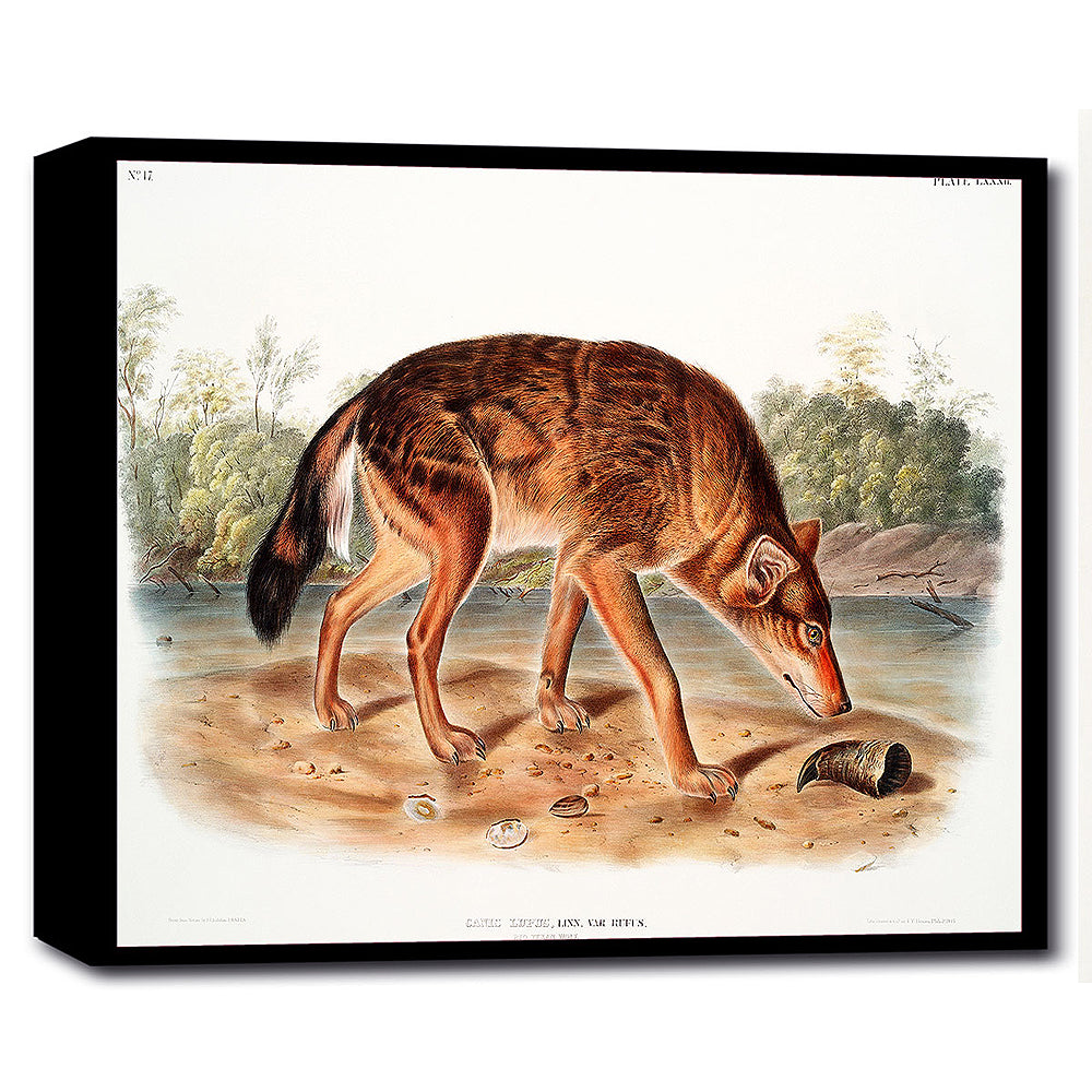 A framed print of a red texan wolf, with a colorful background, presented in a landscape orientation.