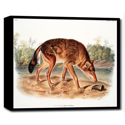 A framed print of a red texan wolf, with a colorful background, presented in a landscape orientation.