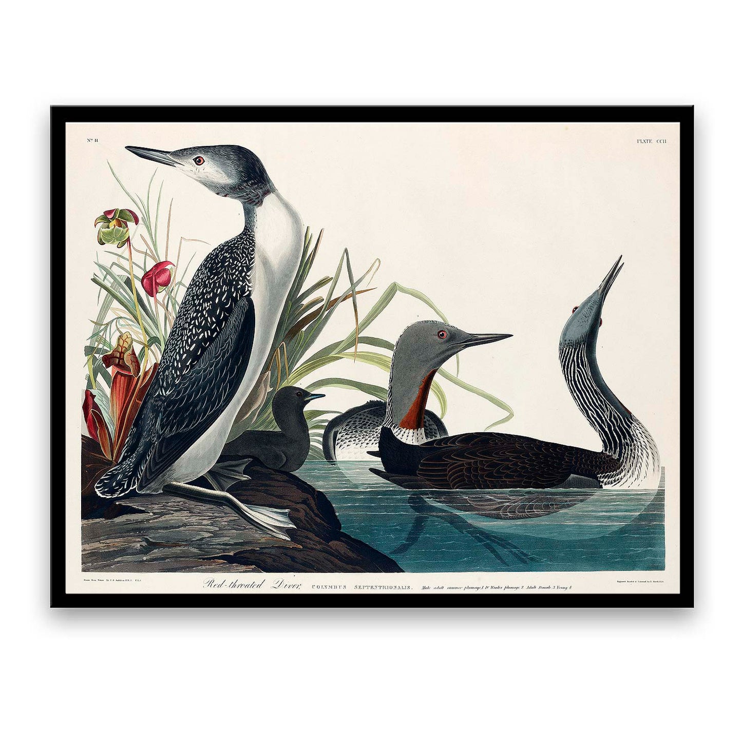 Red-Throated Diver by John J. Audubon  | Choose Style | Size & Trim Color