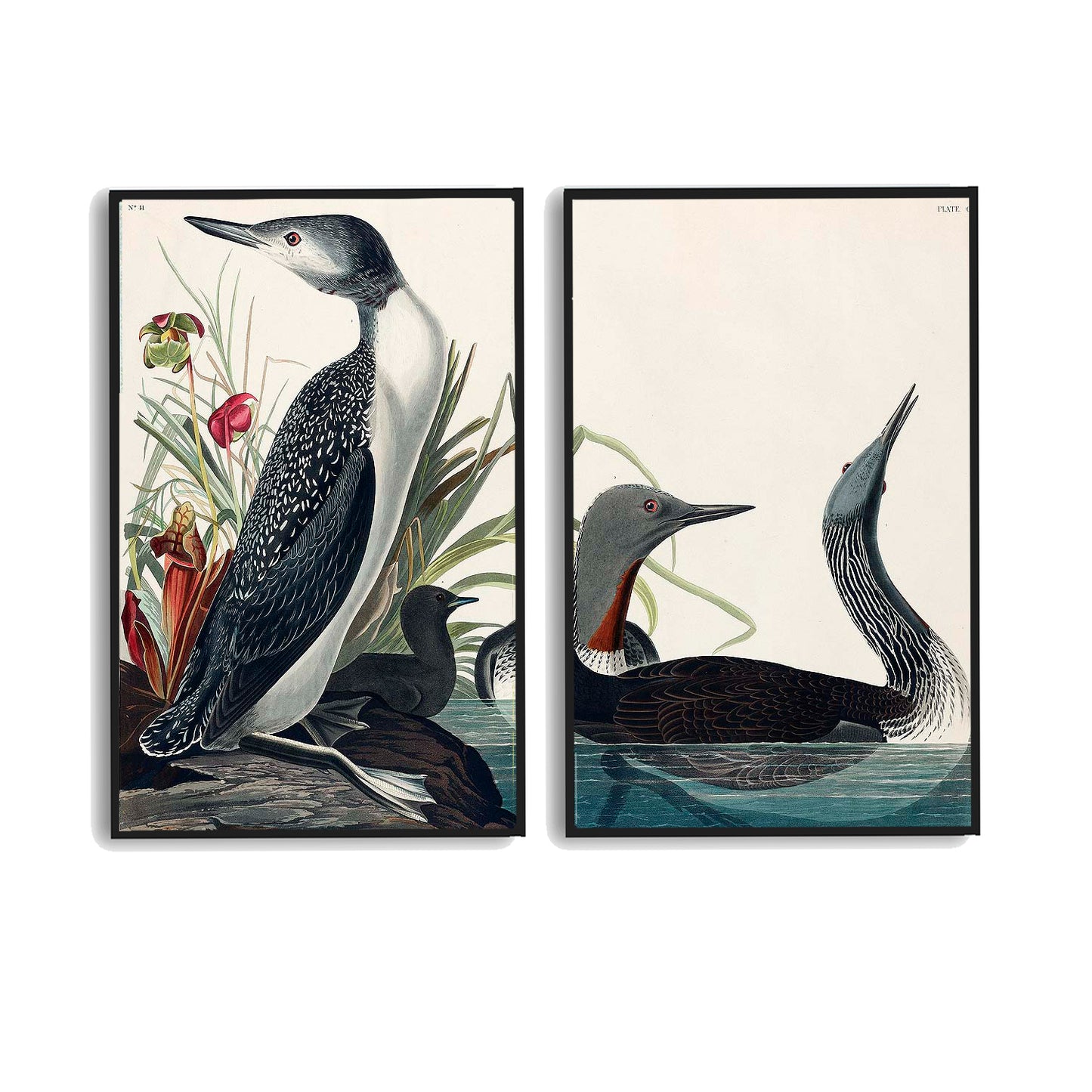 Red-Throated Diver by John J. Audubon  | Choose Style | Size & Trim Color