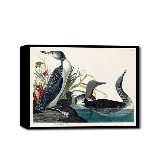 Red-Throated Diver by John J. Audubon