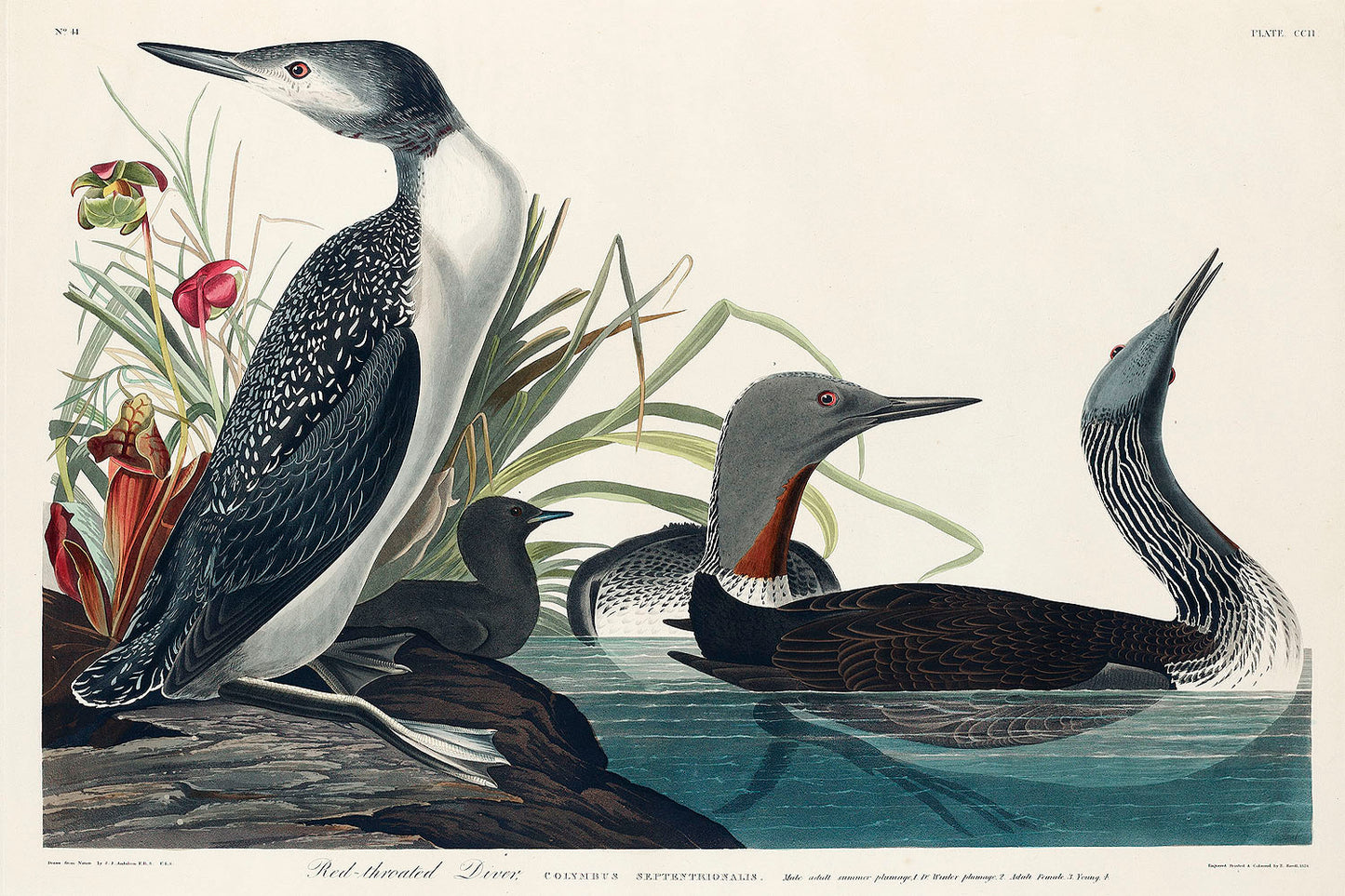 Red-Throated Diver from Birds of America (1827) by John James Audubon