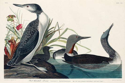 Red-Throated Diver from Birds of America (1827) by John James Audubon