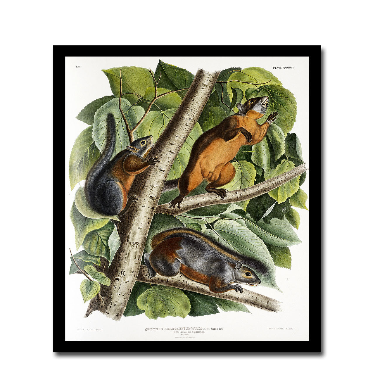 Red-tailed Squirrel by John J. Audubon