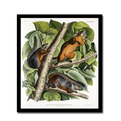 Red-tailed Squirrel by John J. Audubon