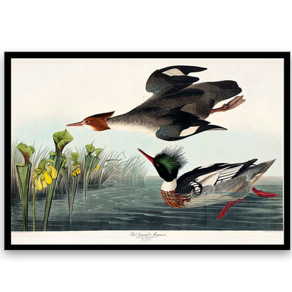 Plumed Partridge and Thick-legged Partridge by John J. Audubon  | Choose Style | Size & Trim Color