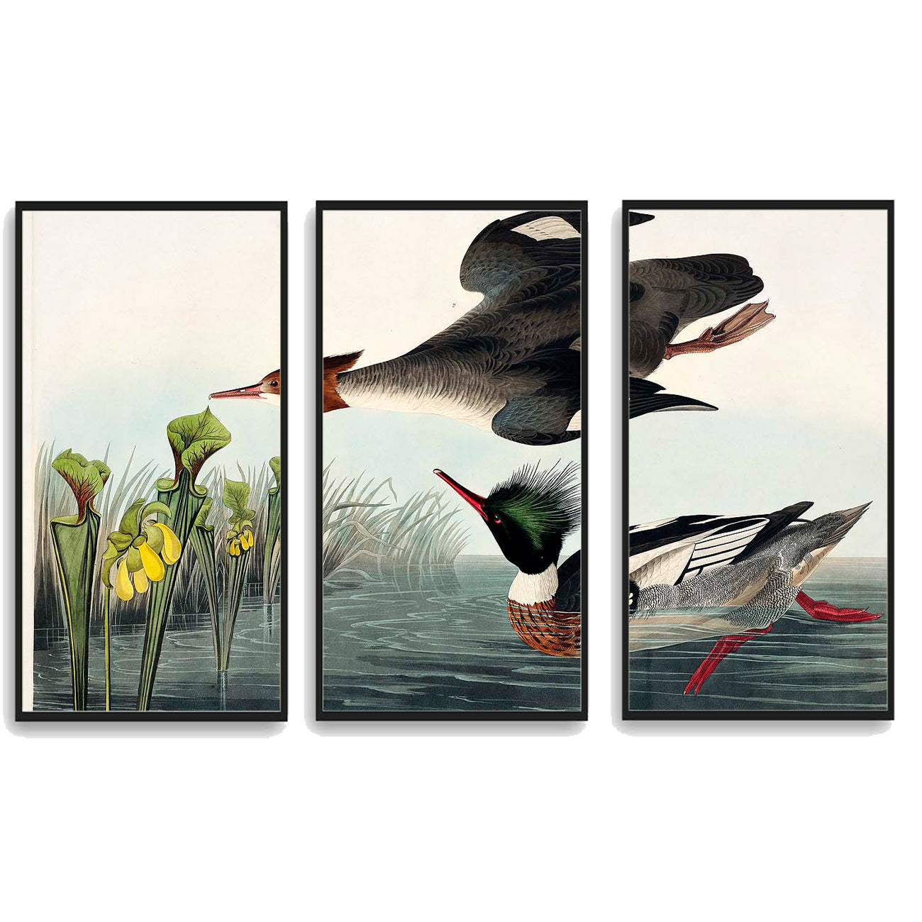 Plumed Partridge and Thick-legged Partridge by John J. Audubon  | Choose Style | Size & Trim Color