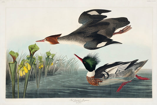 Red-breasted Merganser from Birds of America (1827) by John James Audubon