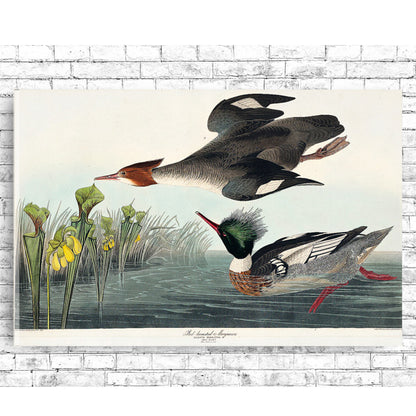 Red-breasted Merganser by John J. Audubon