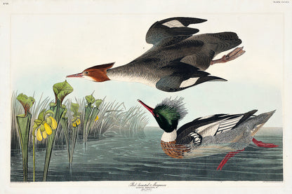 A framed print of Red-breasted Merganser birds by John J. Audubon, depicting two birds over a body of water with yellow flowers in the background.