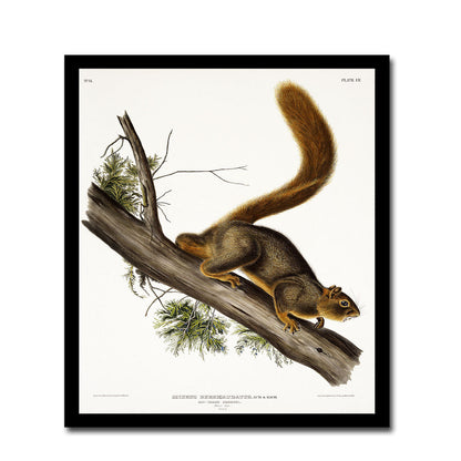 Red-tailed Squirrel by John J. Audubon