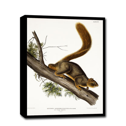 Red-tailed Squirrel by John J. Audubon