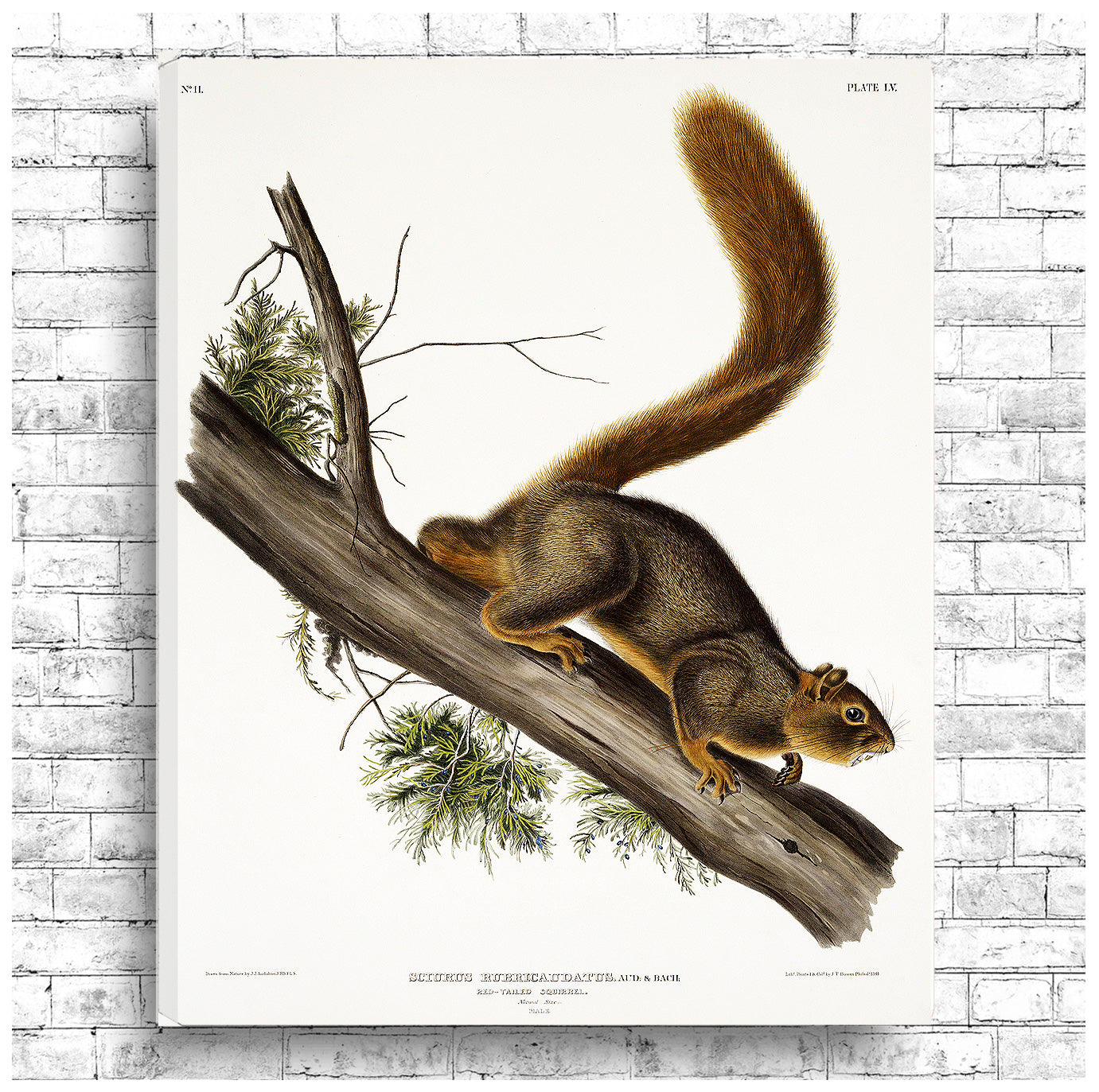 A printed art piece featuring a red-tailed squirrel on a branch, with a white border around the image.