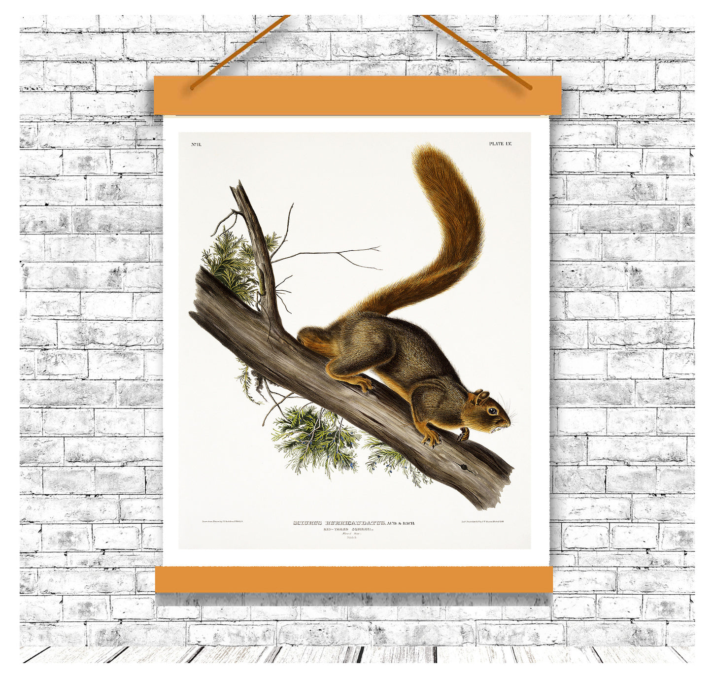Red-tailed Squirrel by John J. Audubon